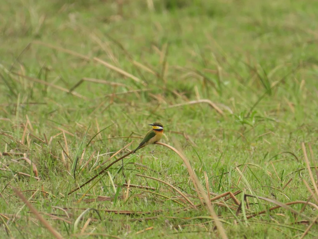 蓝胸蜂虎(Merops variegatus)