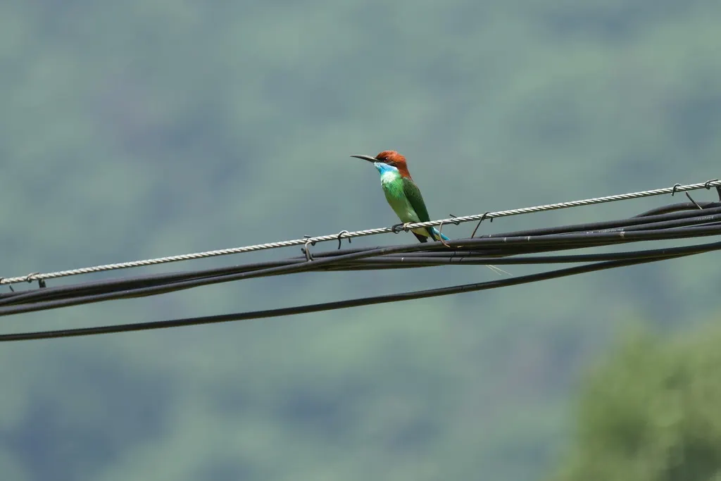 蓝喉蜂虎(Merops viridis)