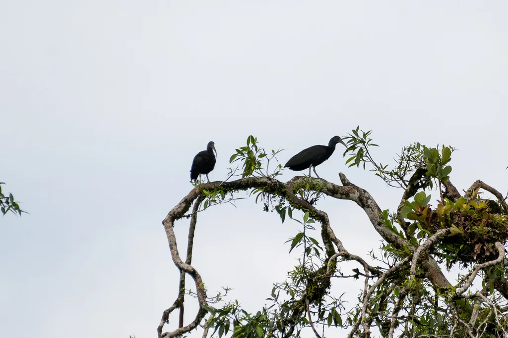 绿鹮(Mesembrinibis cayennensis)