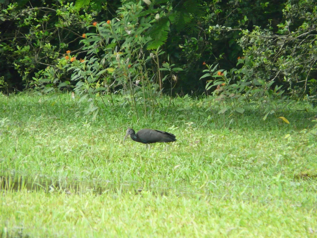 绿鹮(Mesembrinibis cayennensis)