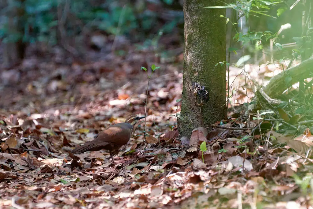 白胸拟鹑(Mesitornis variegatus)
