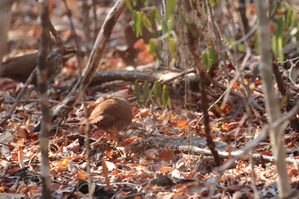 白胸拟鹑(Mesitornis variegatus)