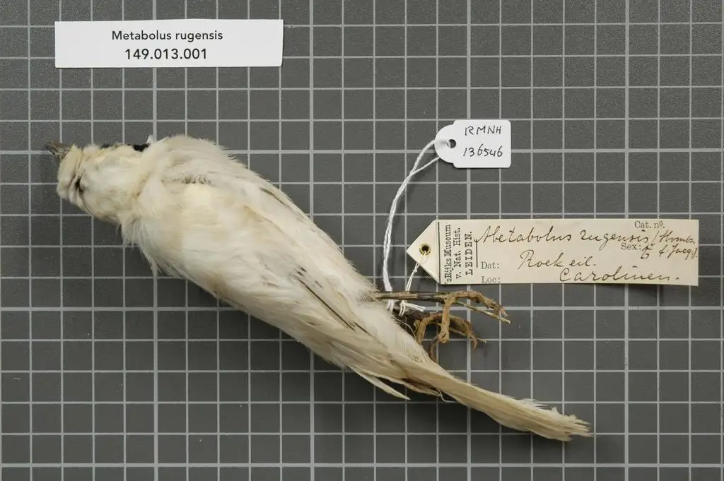 特鲁克鹟(Metabolus rugensis)