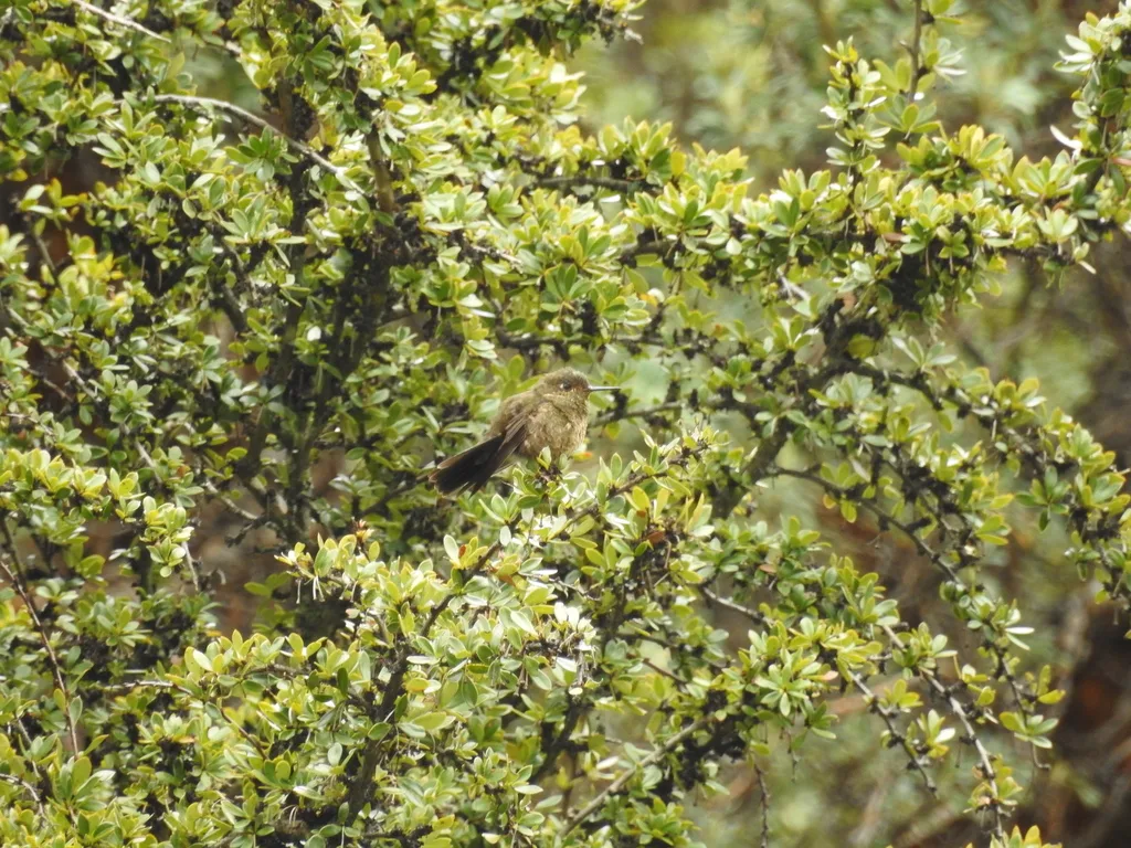 紫喉辉尾蜂鸟(Metallura baroni)