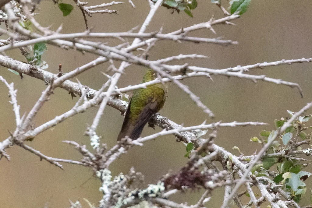 火喉辉尾蜂鸟(Metallura eupogon)