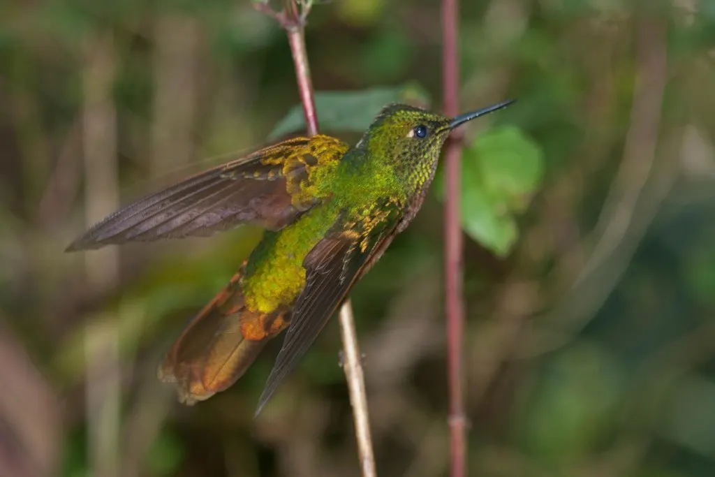紫辉尾蜂鸟(Metallura tyrianthina)