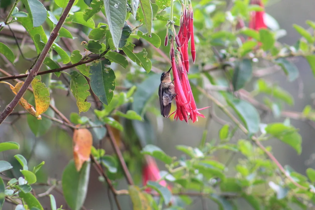 紫辉尾蜂鸟(Metallura tyrianthina)