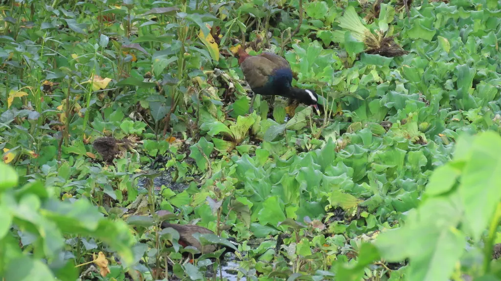 铜翅水雉(Metopidius indicus)