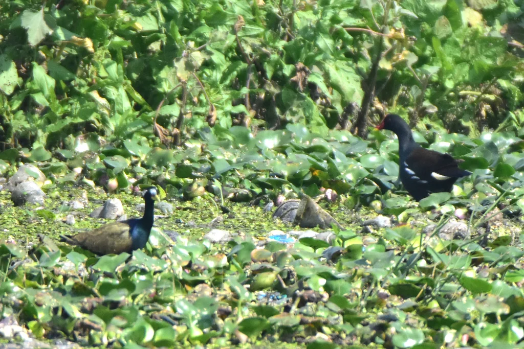 铜翅水雉(Metopidius indicus)