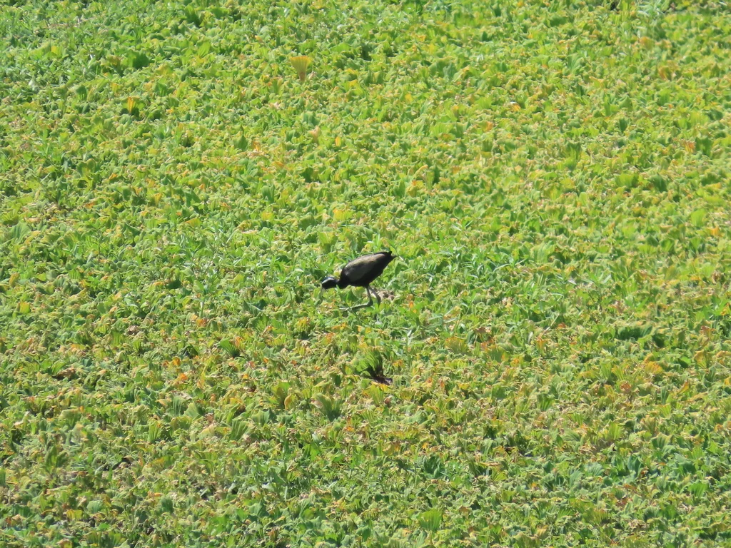 铜翅水雉(Metopidius indicus)