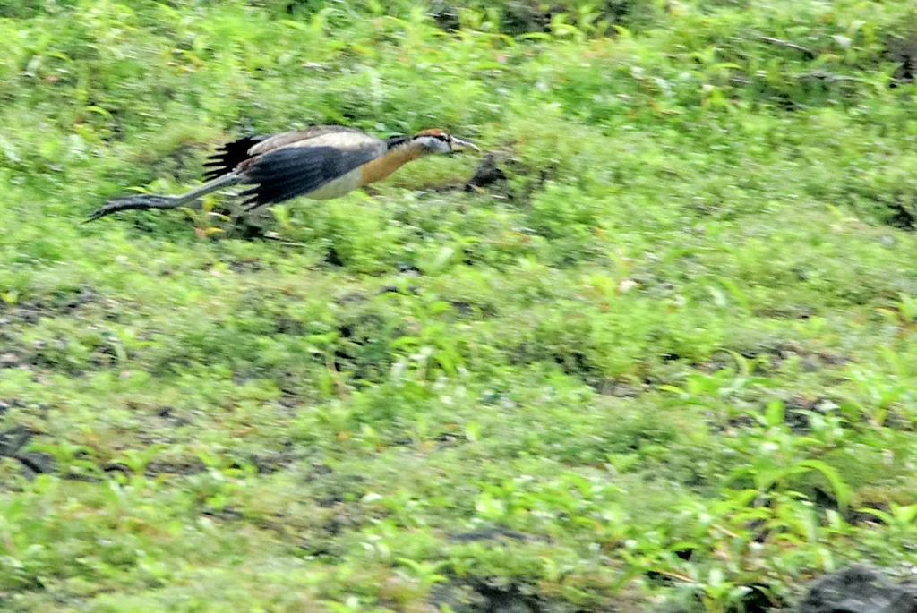 铜翅水雉(Metopidius indicus)