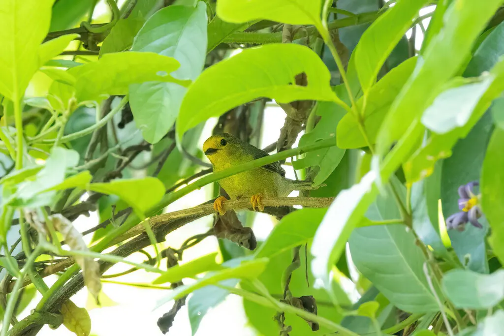 橙额绒顶雀(Metopothrix aurantiaca)
