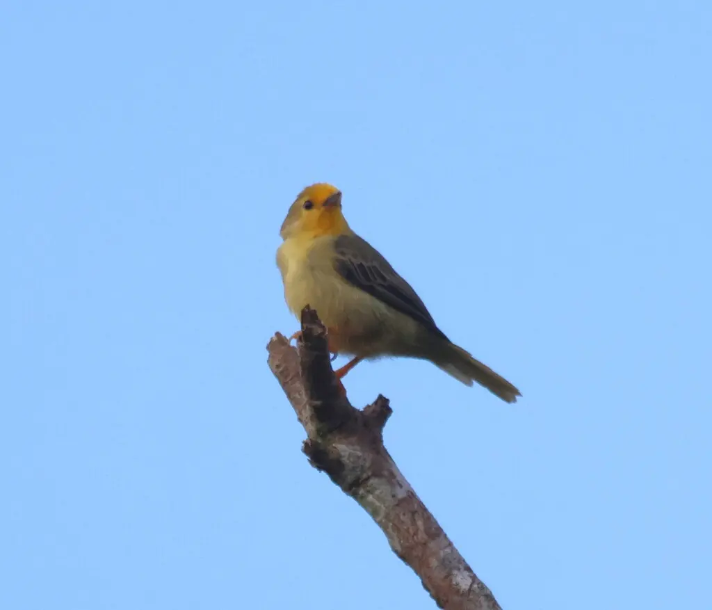 橙额绒顶雀(Metopothrix aurantiaca)
