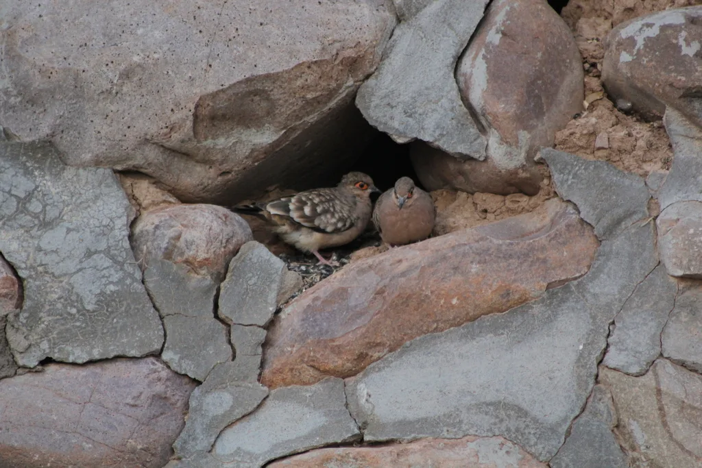 裸脸地鸠(Metriopelia ceciliae)