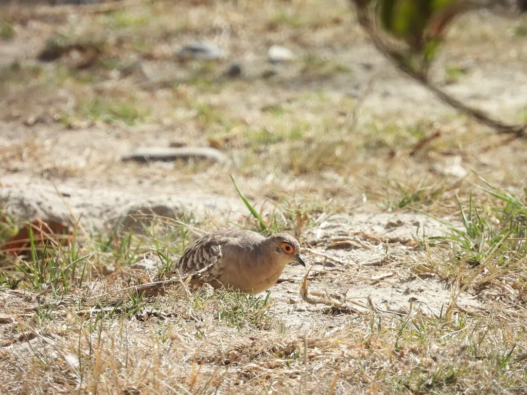 裸脸地鸠(Metriopelia ceciliae)
