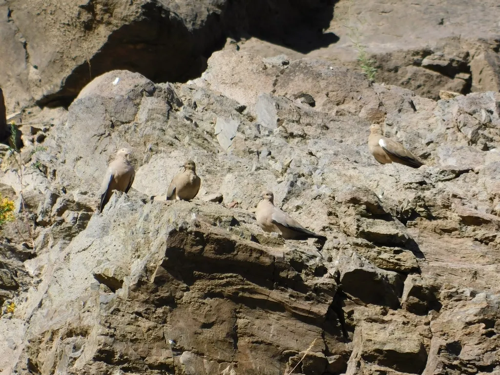 黑翅地鸠(Metriopelia melanoptera)