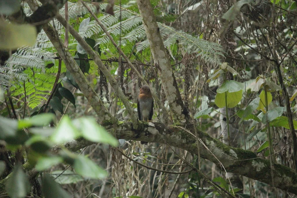 斑林隼(Micrastur ruficollis)