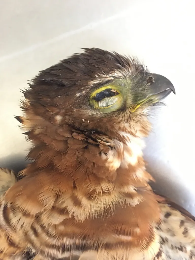 斑林隼(Micrastur ruficollis)
