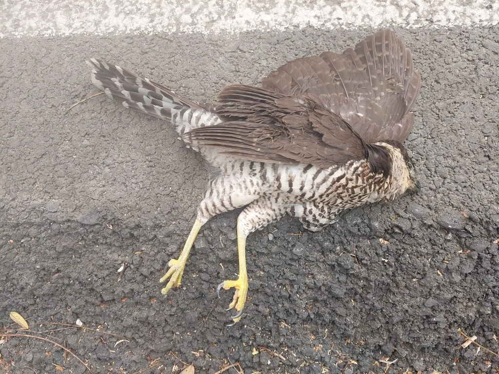 领林隼(Micrastur semitorquatus)