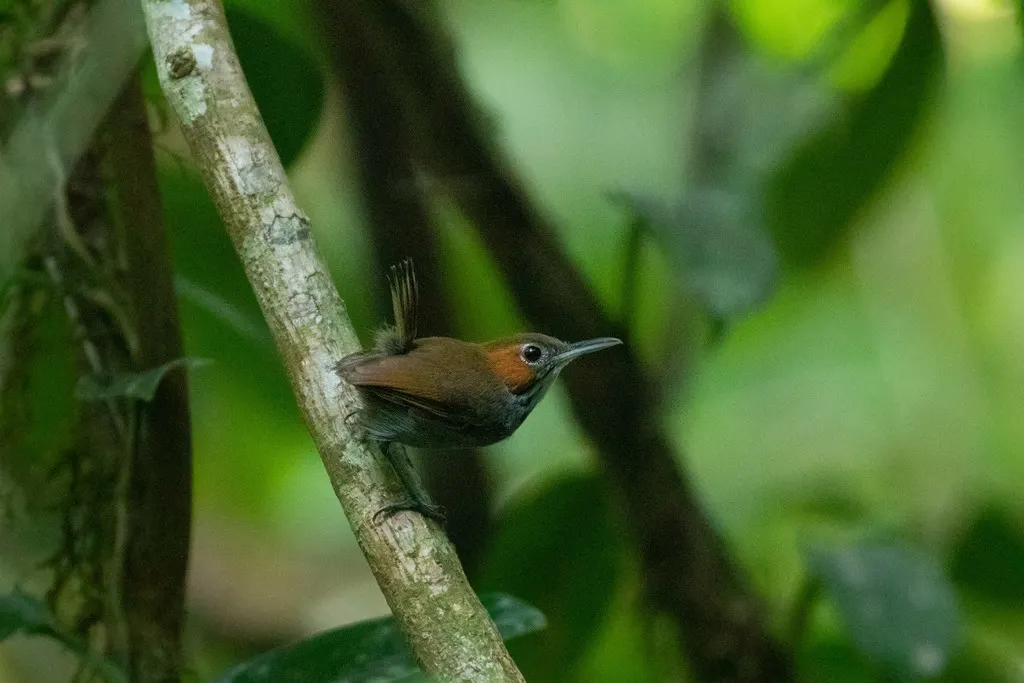 半领蚋莺(Microbates cinereiventris)