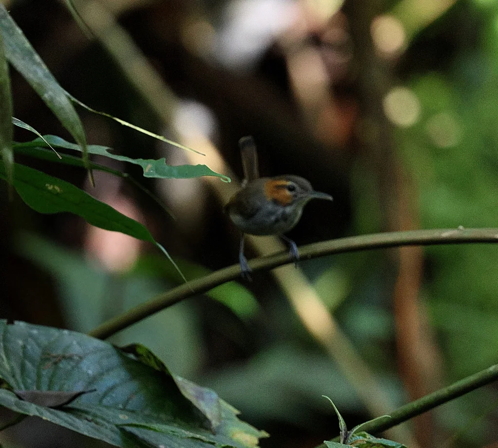 半领蚋莺(Microbates cinereiventris)