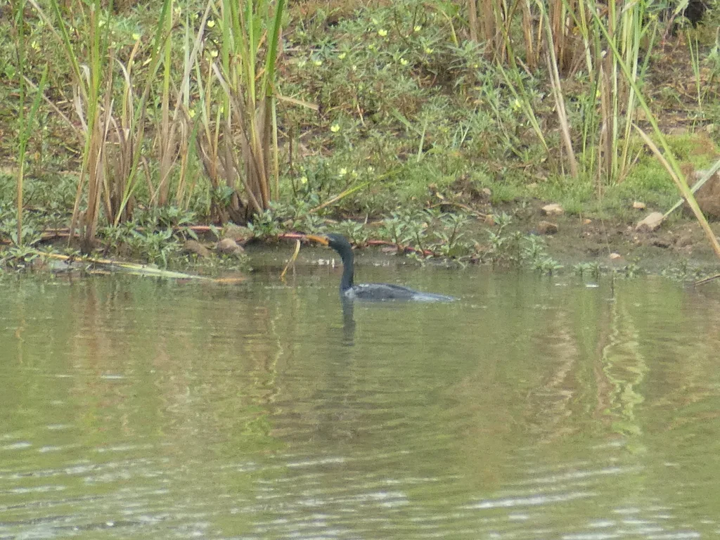 长尾鸬鹚(Microcarbo africanus)