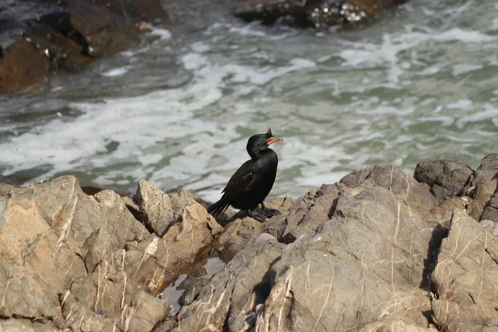冠鸬鹚(Microcarbo coronatus)