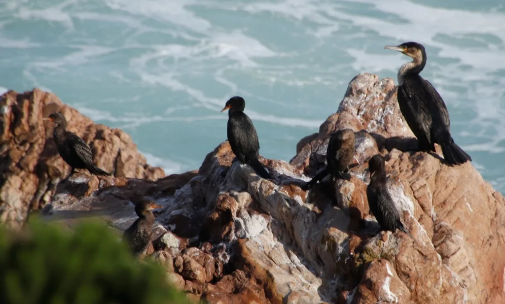 冠鸬鹚(Microcarbo coronatus)