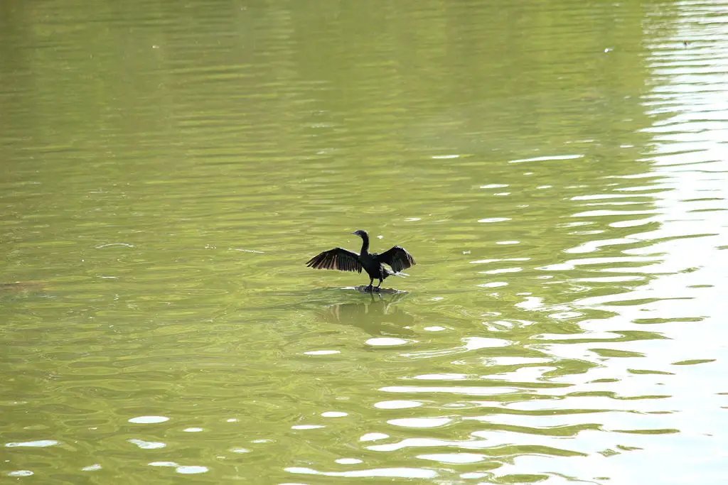 黑颈鸬鹚(Microcarbo niger)