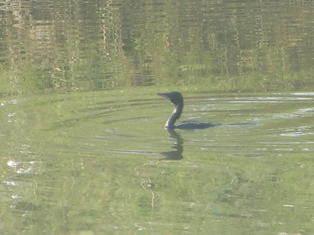 黑颈鸬鹚(Microcarbo niger)