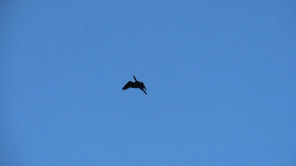 黑颈鸬鹚(Microcarbo niger)