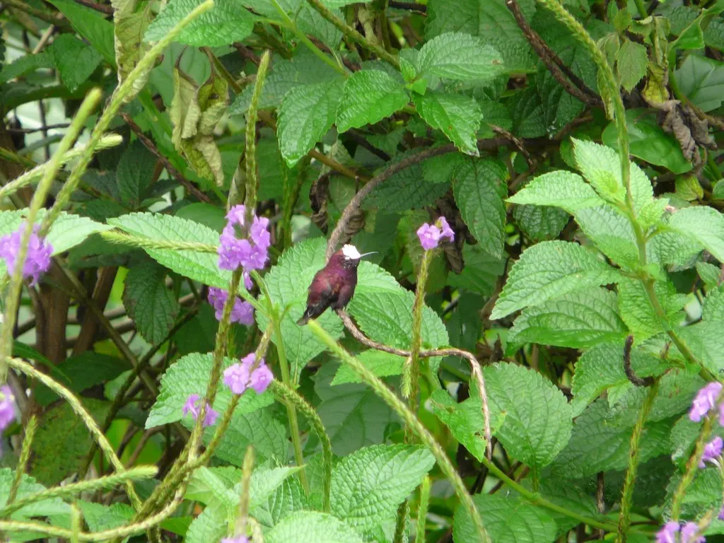 白顶蜂鸟(Microchera albocoronata)