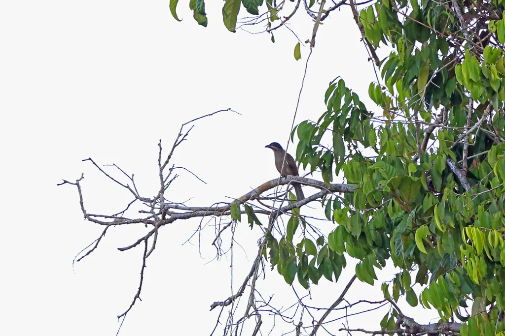 黑顶鹃(Microdynamis parva)
