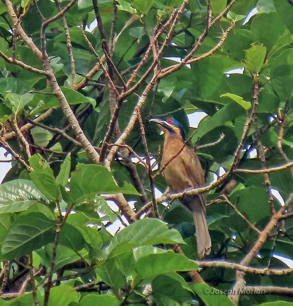 黑顶鹃(Microdynamis parva)