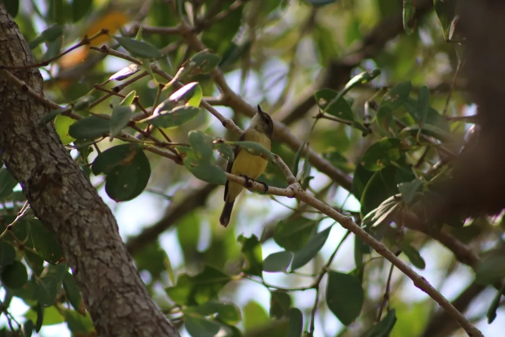 黄胸小鹟(Microeca flavigaster)