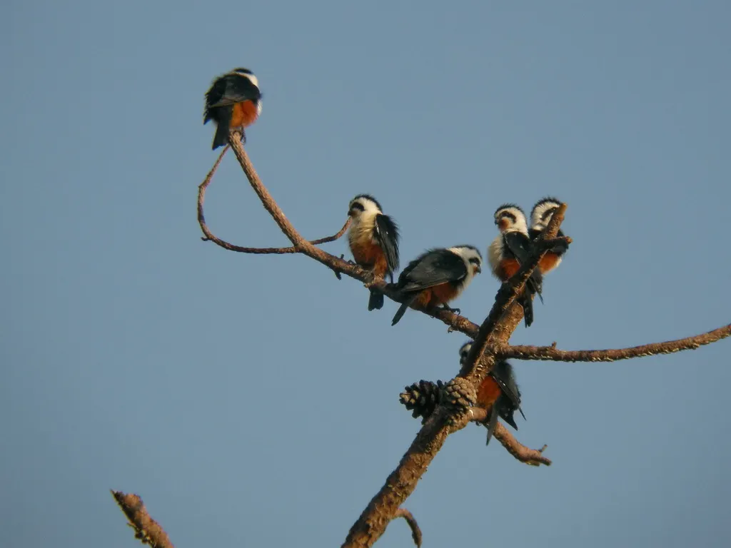 红腿小隼(Microhierax caerulescens)