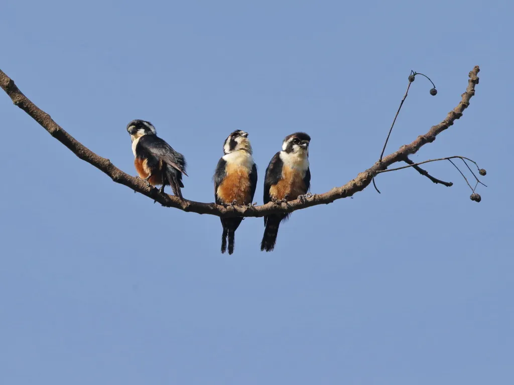黑腿小隼(Microhierax fringillarius)