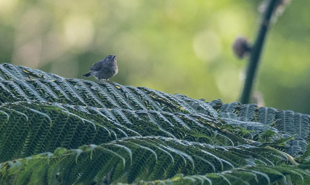 棉兰雀莺(Micromacronus sordidus)