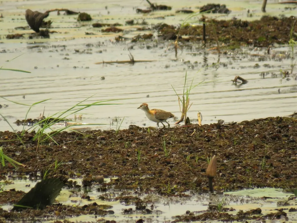小雉鸻(Microparra capensis)