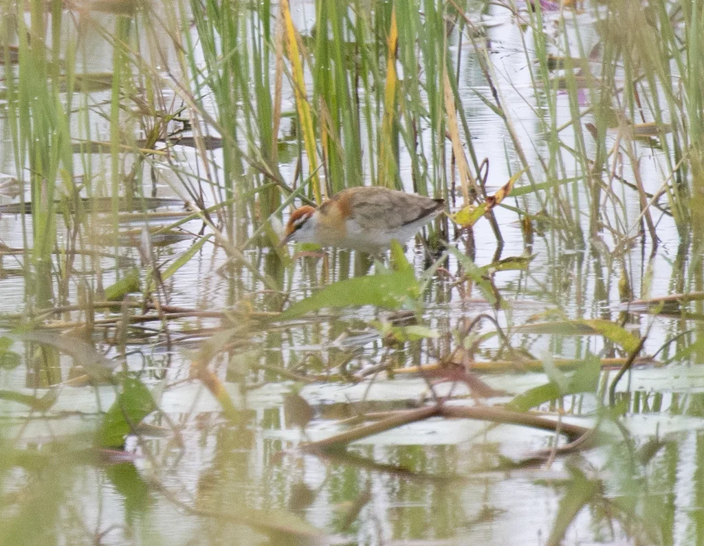 小雉鸻(Microparra capensis)