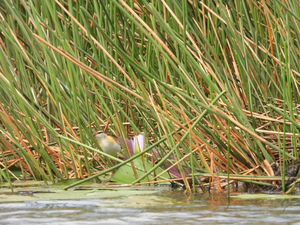 小雉鸻(Microparra capensis)