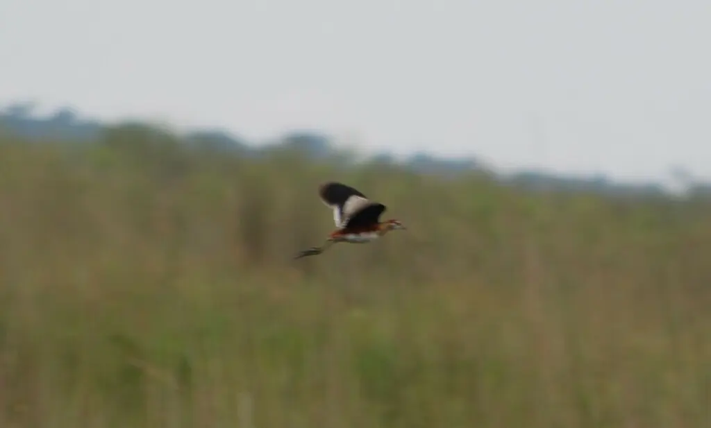 小雉鸻(Microparra capensis)