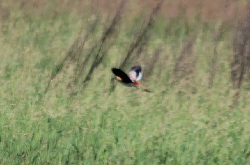 小雉鸻(Microparra capensis)
