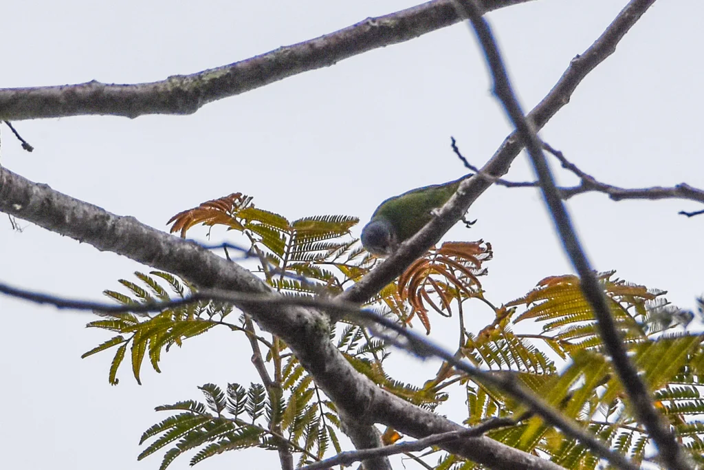 红胸侏鹦鹉(Micropsitta bruijnii)