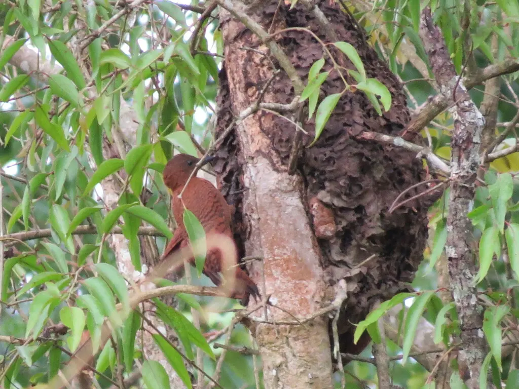 栗啄木鸟(Micropternus brachyurus)
