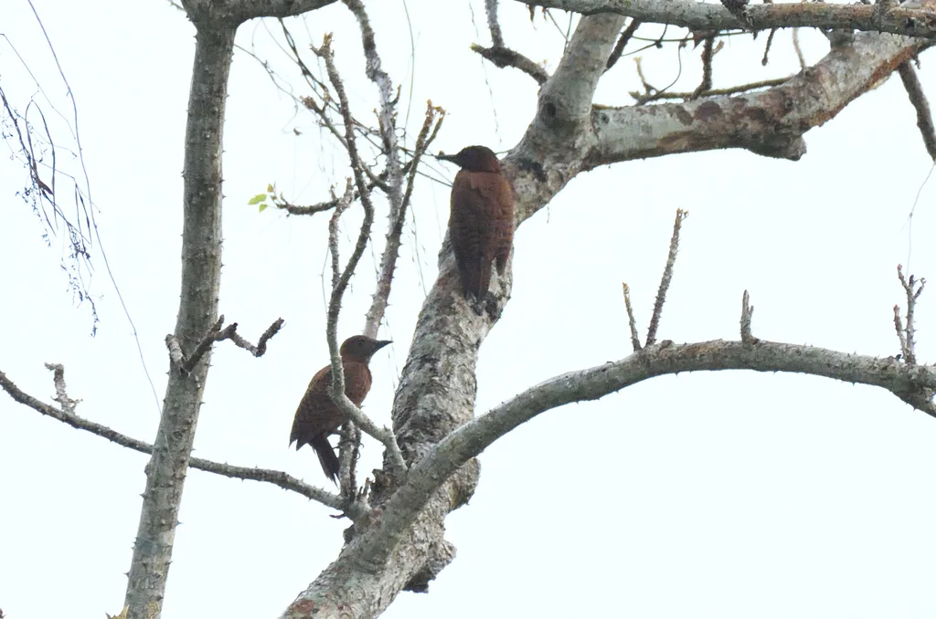 栗啄木鸟(Micropternus brachyurus)