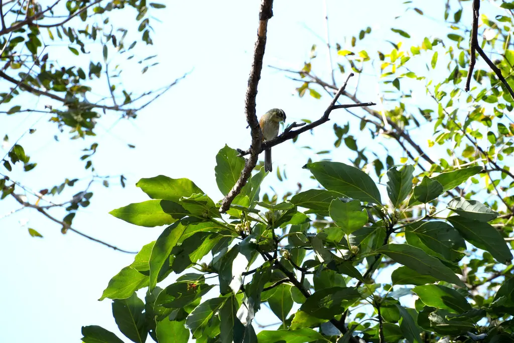 灰喉歌鹀(Microspingus cabanisi)