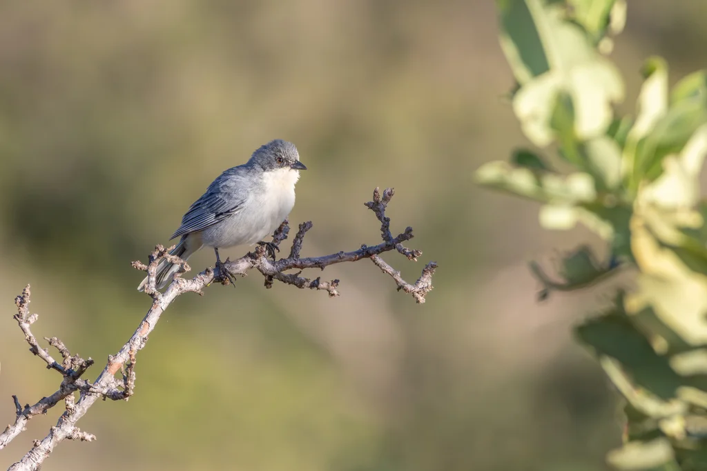 灰白歌鹀(Microspingus cinereus)