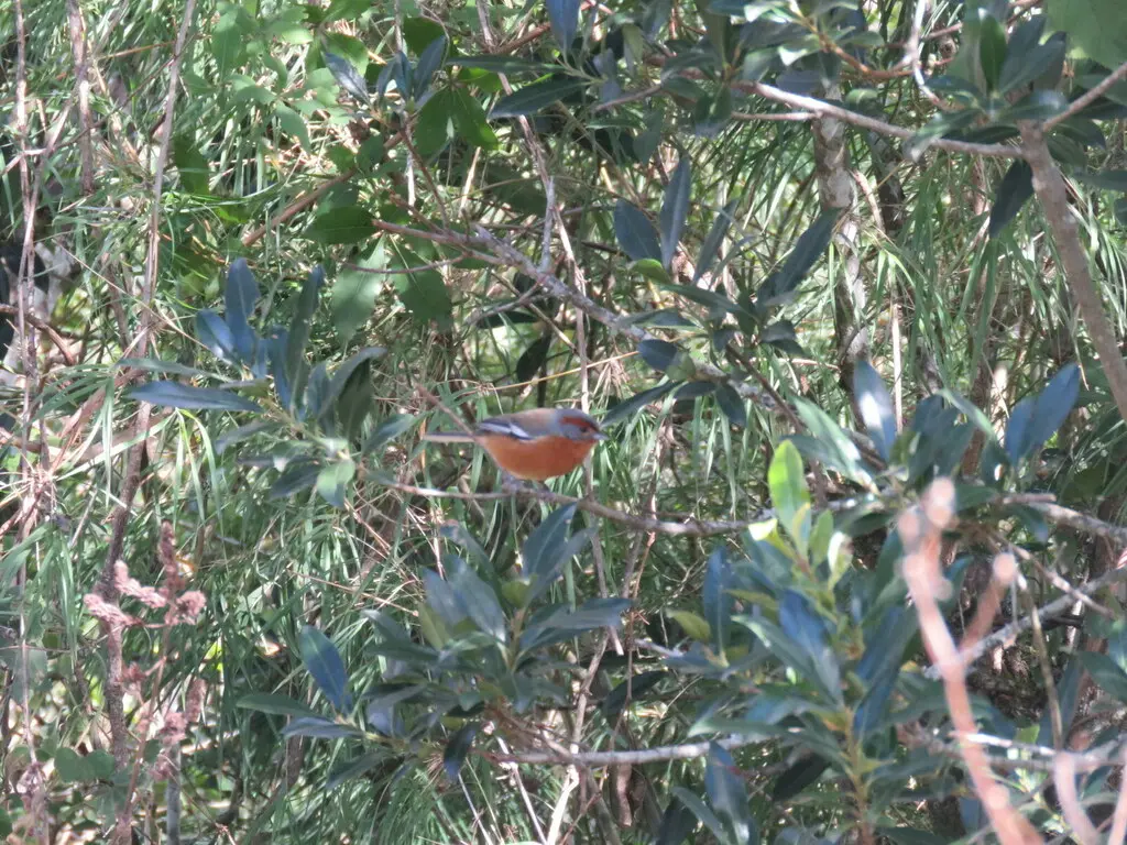 锈眉歌鹀（Microspingus erythrophrys）