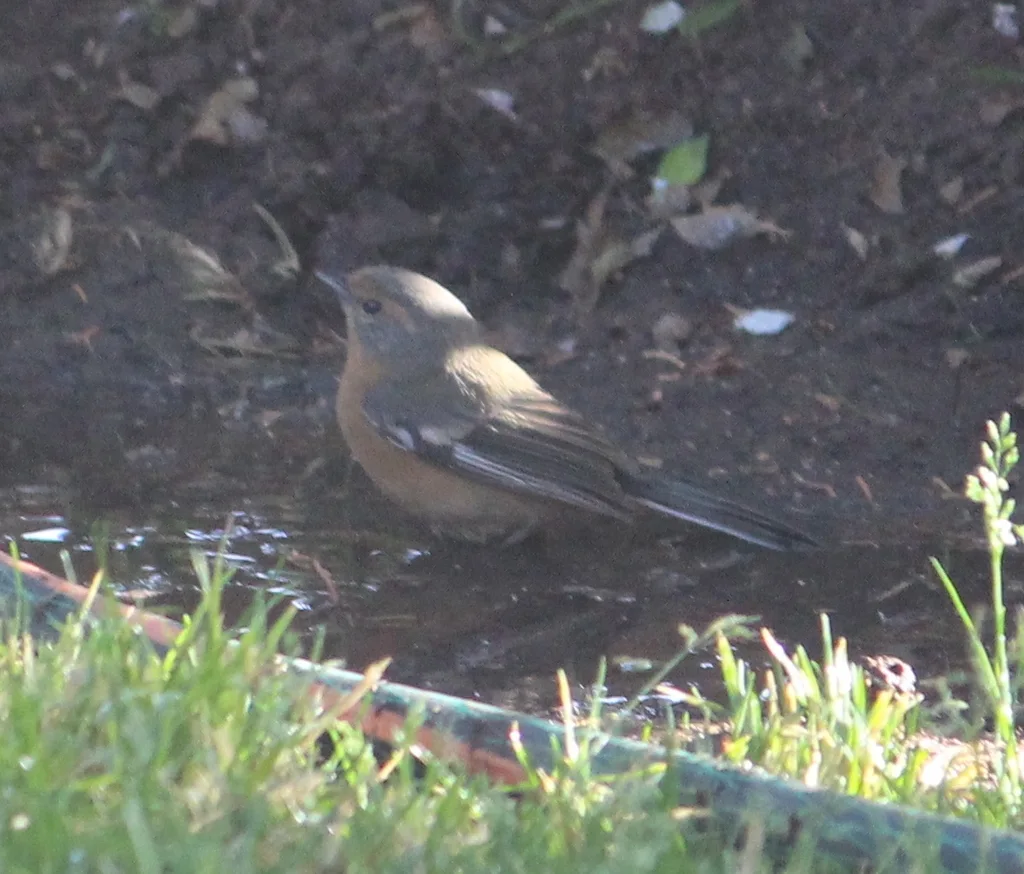 锈眉歌鹀（Microspingus erythrophrys）